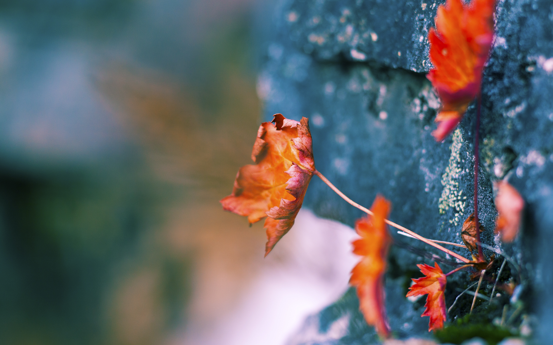 爱游戏体育平台-“法甲豪门鏖战，冠军归属难料”，法甲为何没有豪门俱乐部