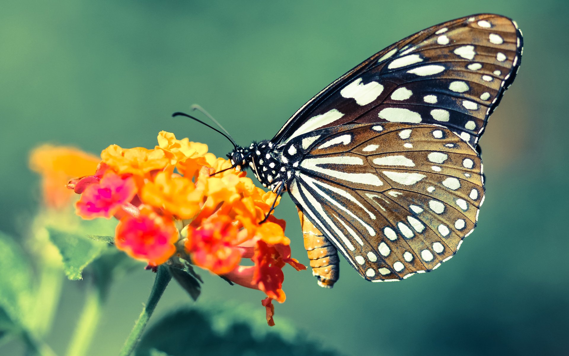 “校园足球赛事展现青少年的激情与才华”,校园足球赛事报道