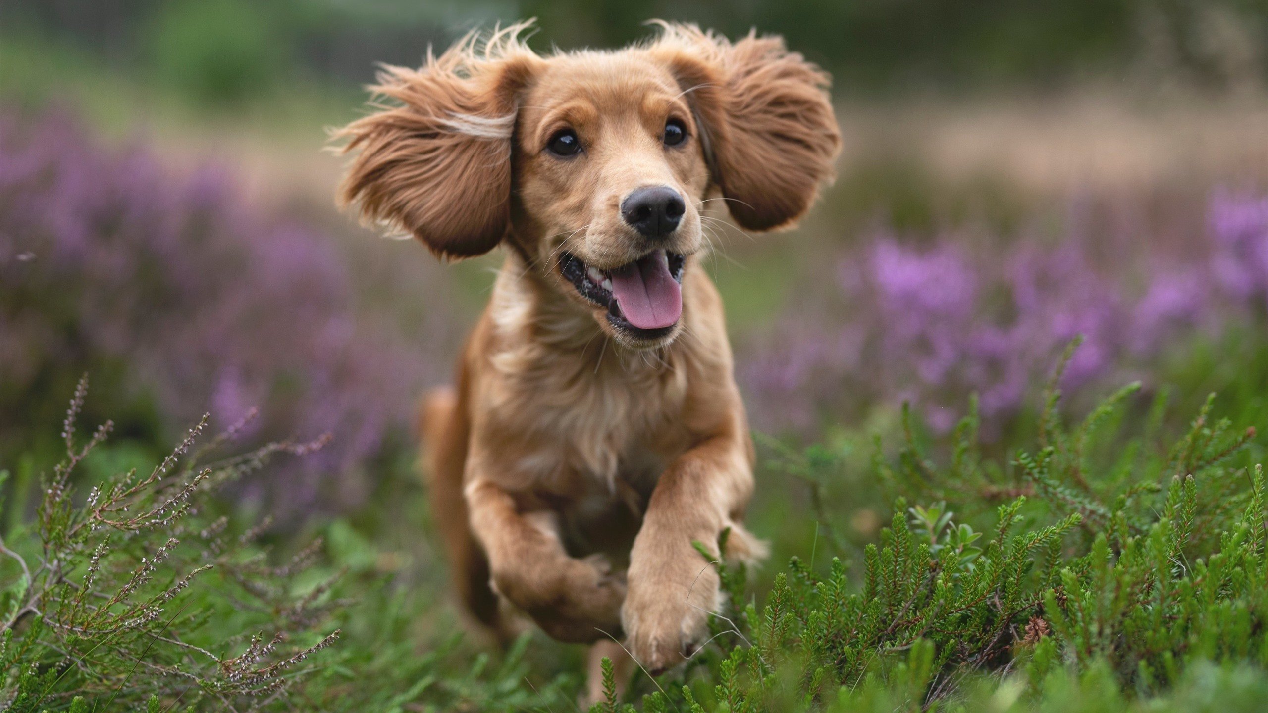 “西甲焦点:明星飞驰场上,场面精彩绝伦”