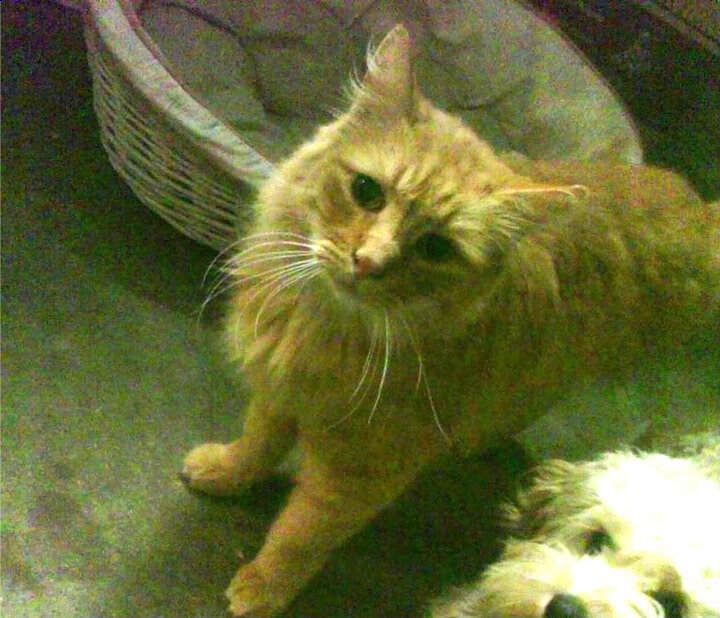 爱游戏中国官方登录入口网站-“足球文化周在全国多地同步开启，推广足球精神”，足球文化节标语