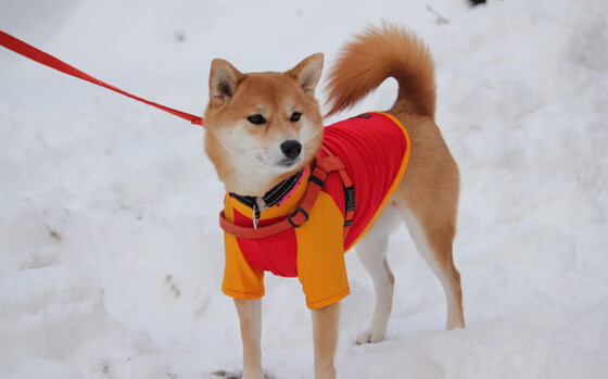 特色水上花样滑冰,冰上舞蹈的梦幻盛宴,水上花样比赛
