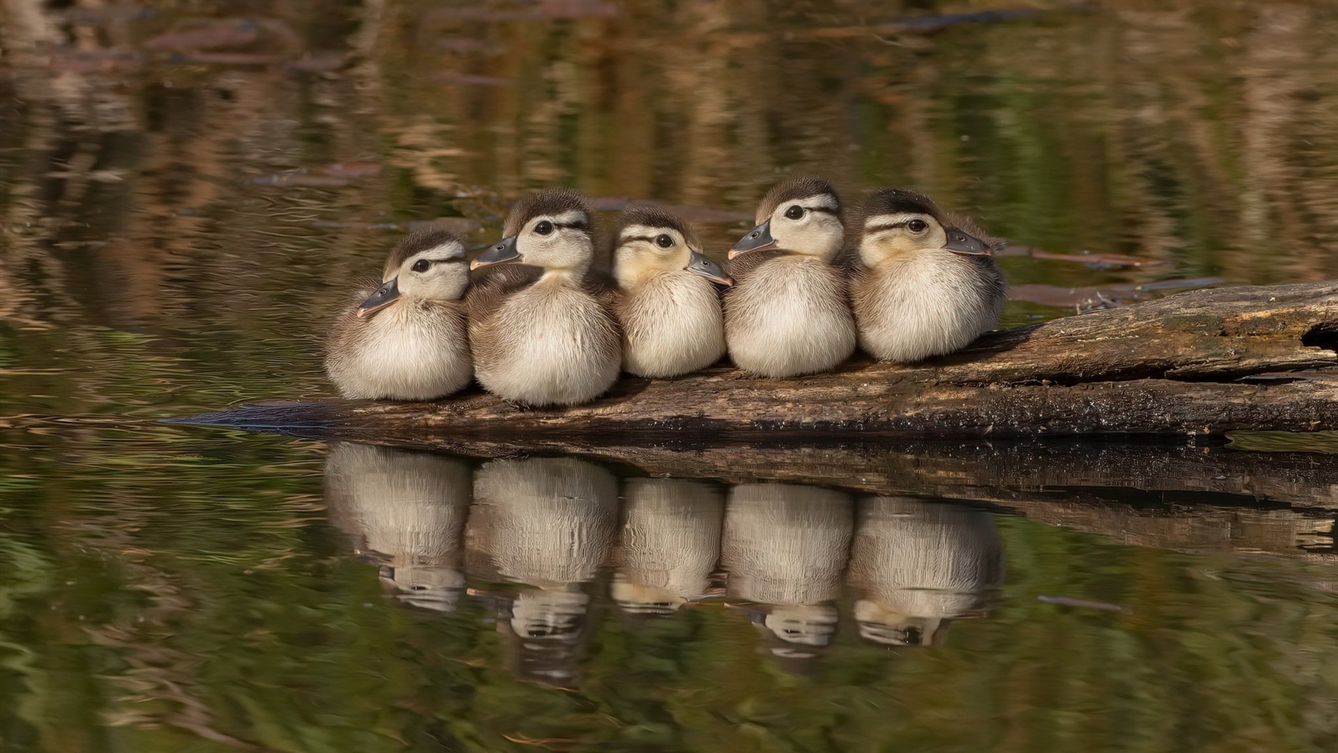 阿根廷球员在庆祝中涉嫌种族歧视,法国足协投诉,阿根廷足球队长发