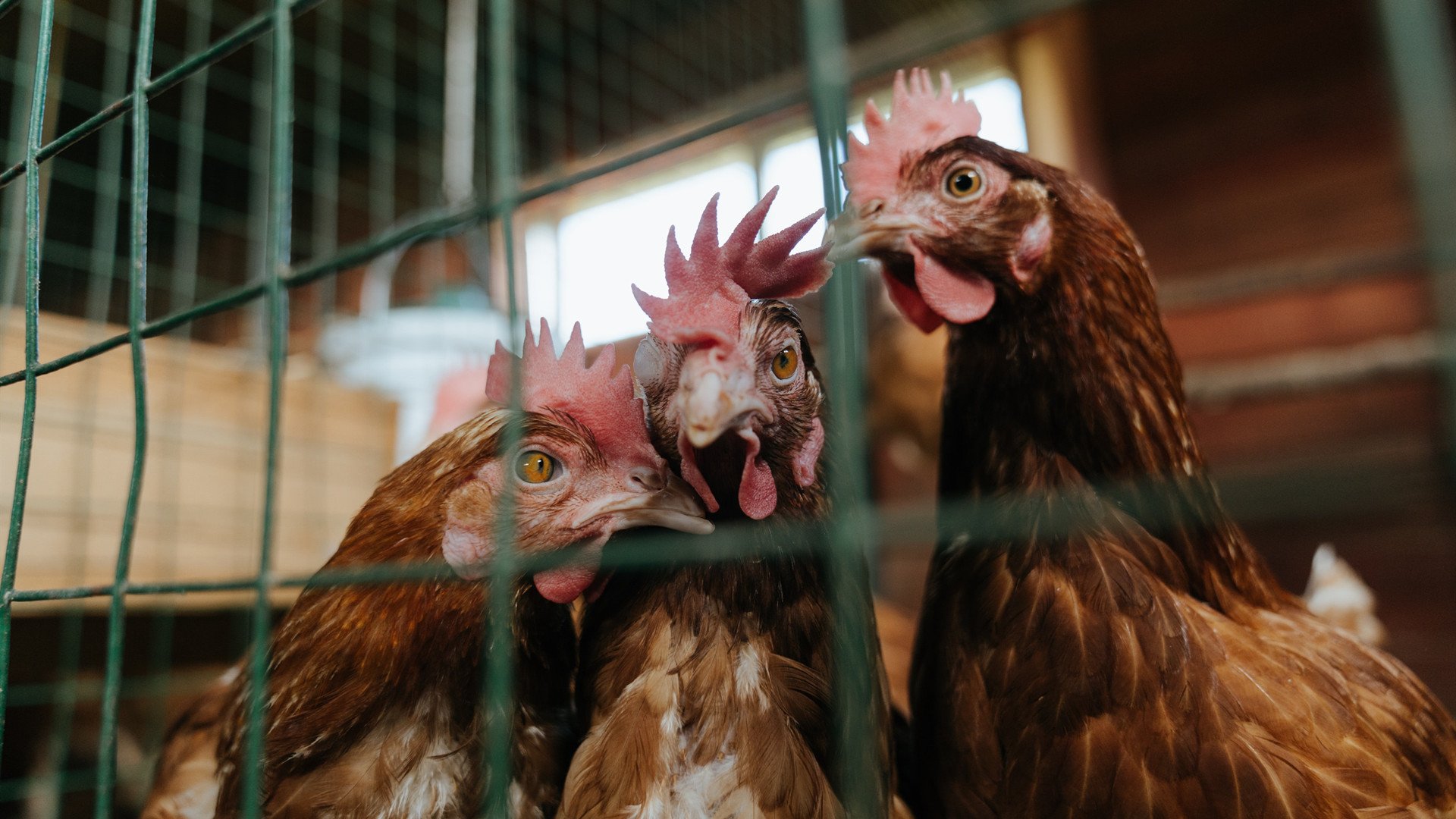 AYX官网-青少年足球特色学校数量持续增长，推广普及更深入，2017全国青少年校园足球特色学校