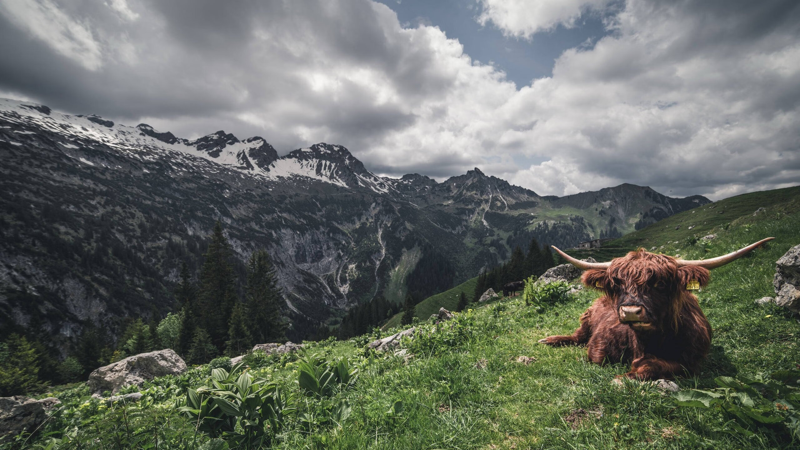 AYX体育官网-波黑队力克芬兰，提前晋级欧预赛决赛，波黑对波兰