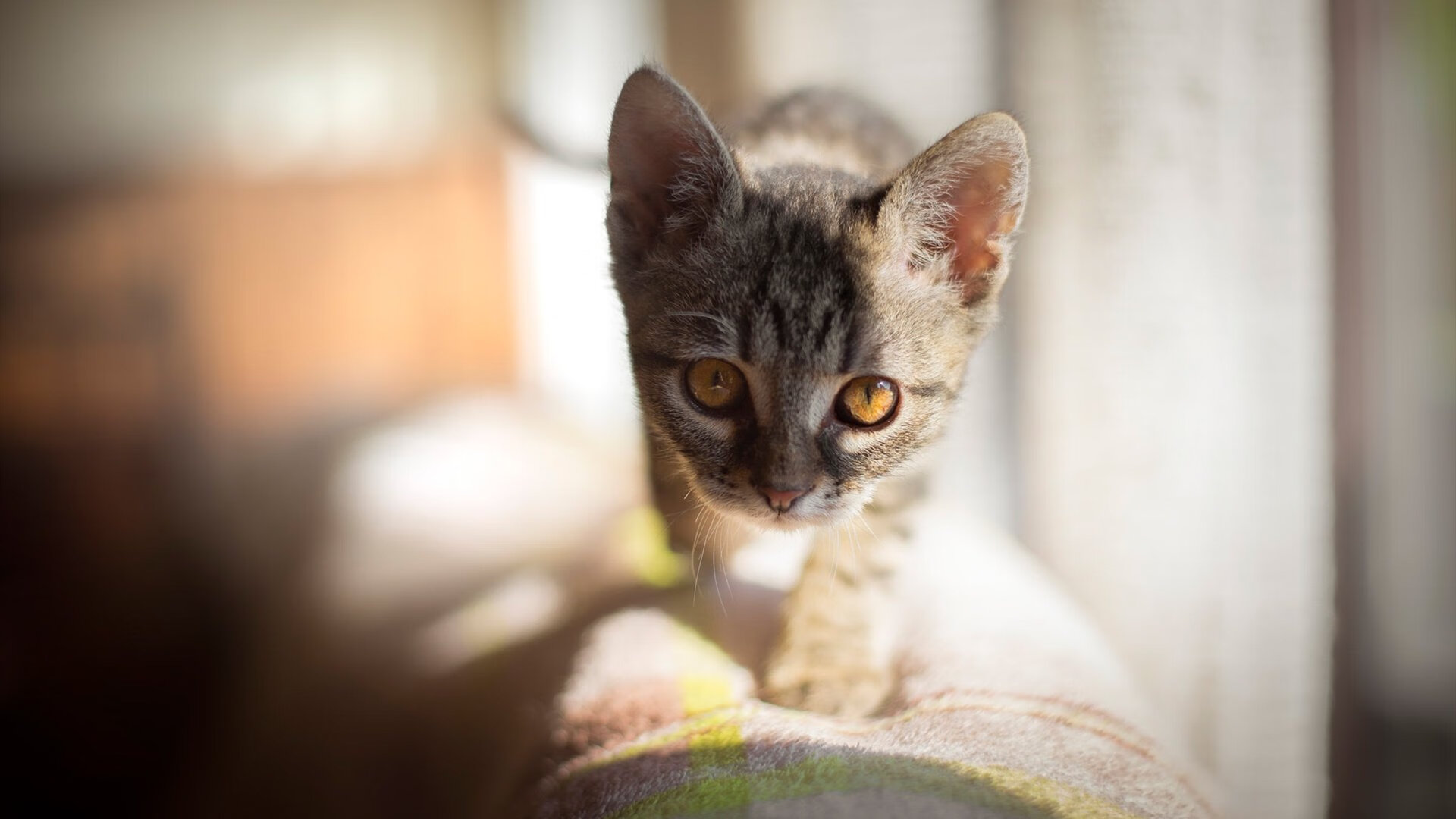 电竞游戏公平竞技环境构建中的技术挑战与解决方案,电子竞技公平性