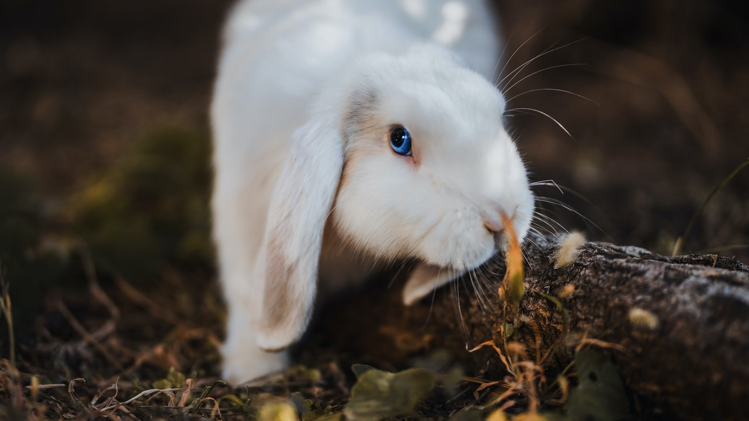 爱游戏官网-皇家马德里主场长胜，卫冕之路无限风光，皇家马德里出场视频