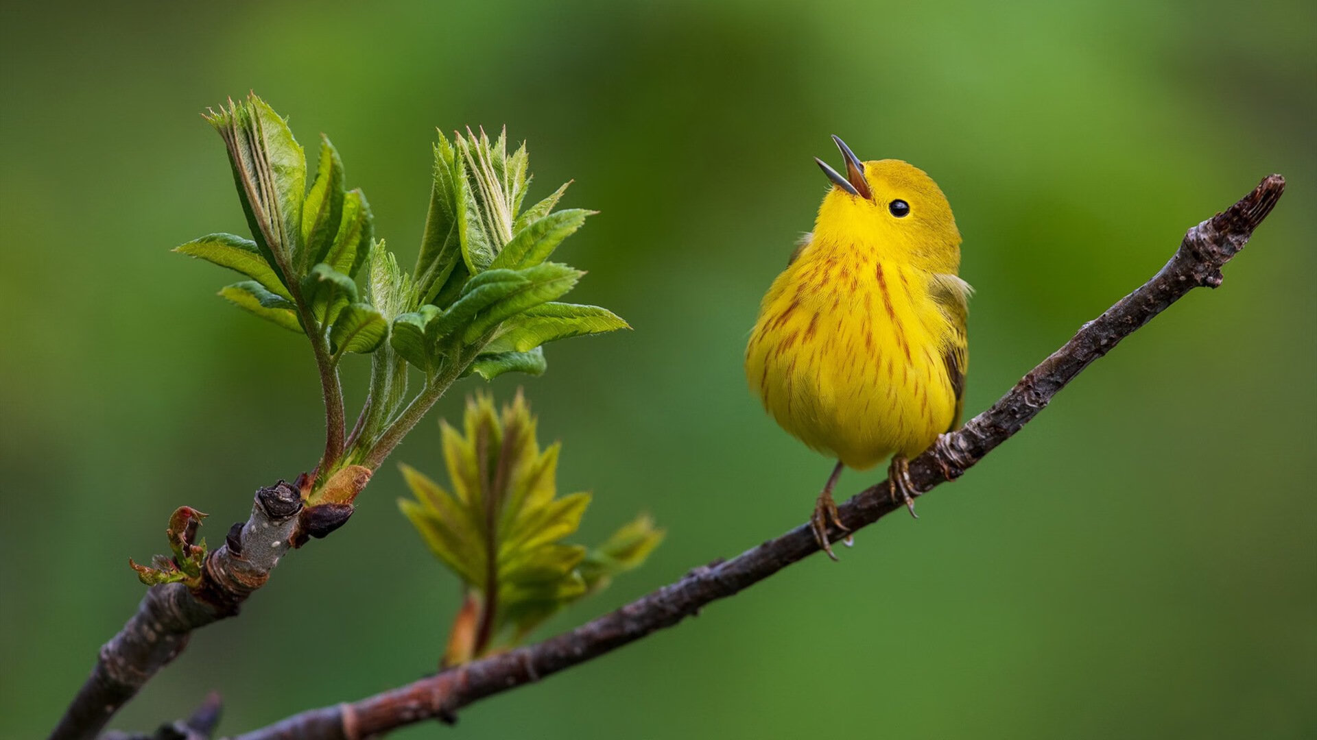 AYX体育官网-马赛主场大胜，摩纳哥遭到强劲抵抗，马赛和摩纳哥交战历史