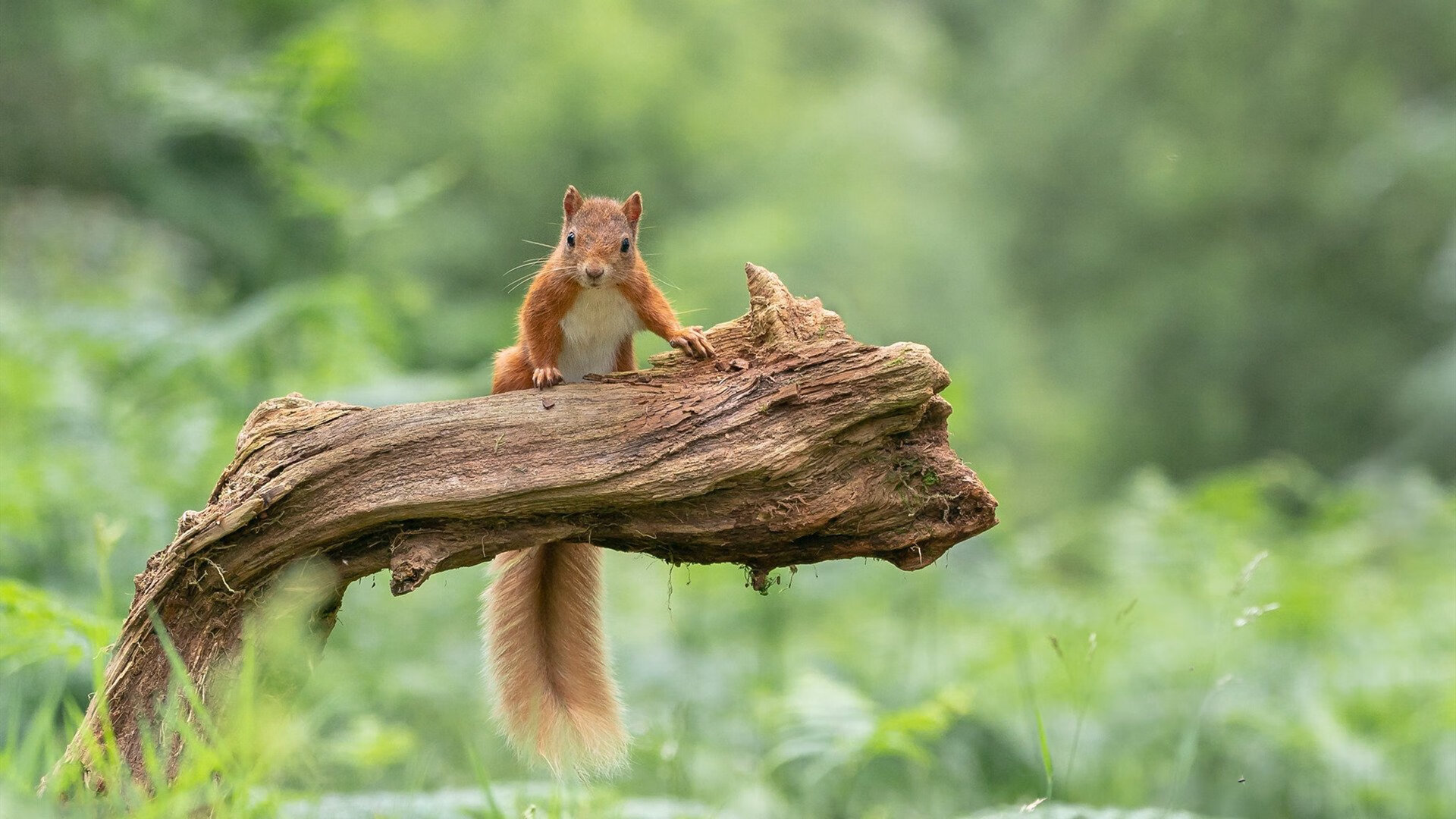 中国篮球职业联赛俱乐部运营模式及管理优化,我国篮球俱乐部发展