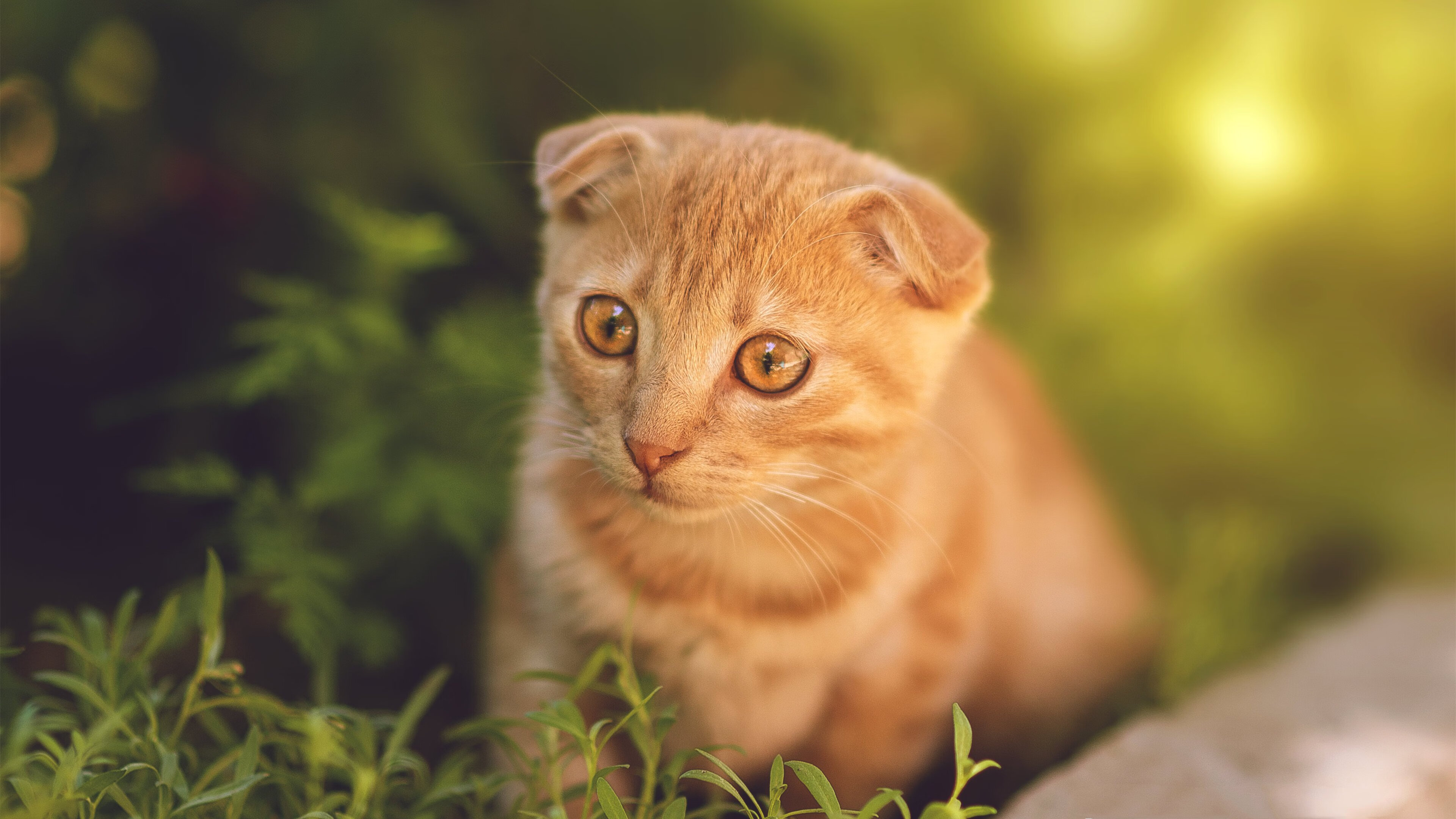 中国足球比赛犯规战术分类整理,足球比赛 犯规