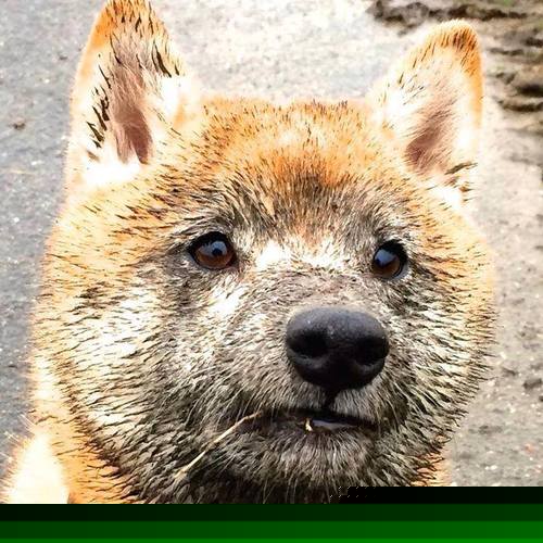 印度赛制的演化与挑战:如何吸引国际顶尖选手,印度大赛