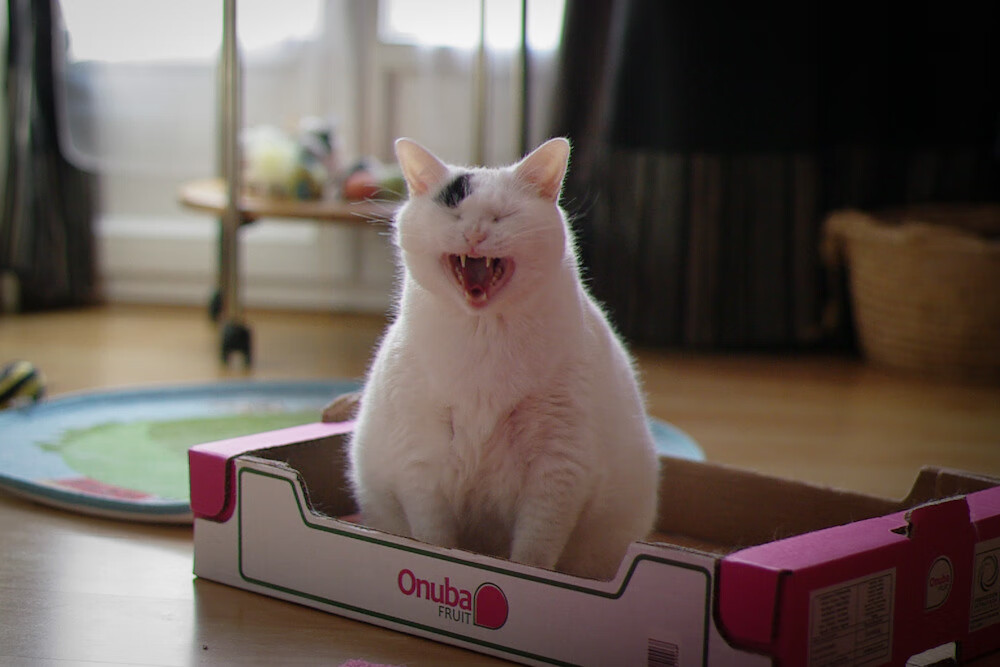 爱游戏电竞官网-外教管理与本土文化融合挑战，外教体系