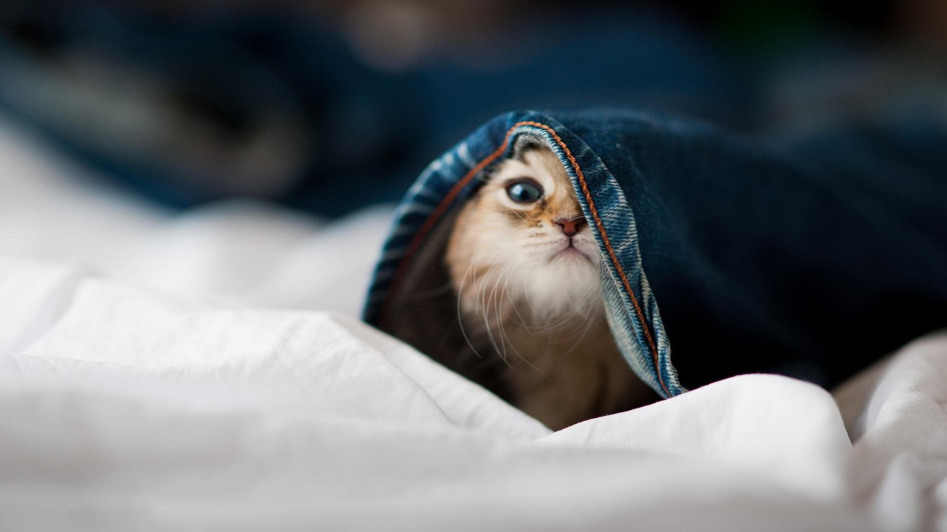 爱游戏app-韩国乒乓队新星崛起，打破原有格局，韩国乒乓球阵容