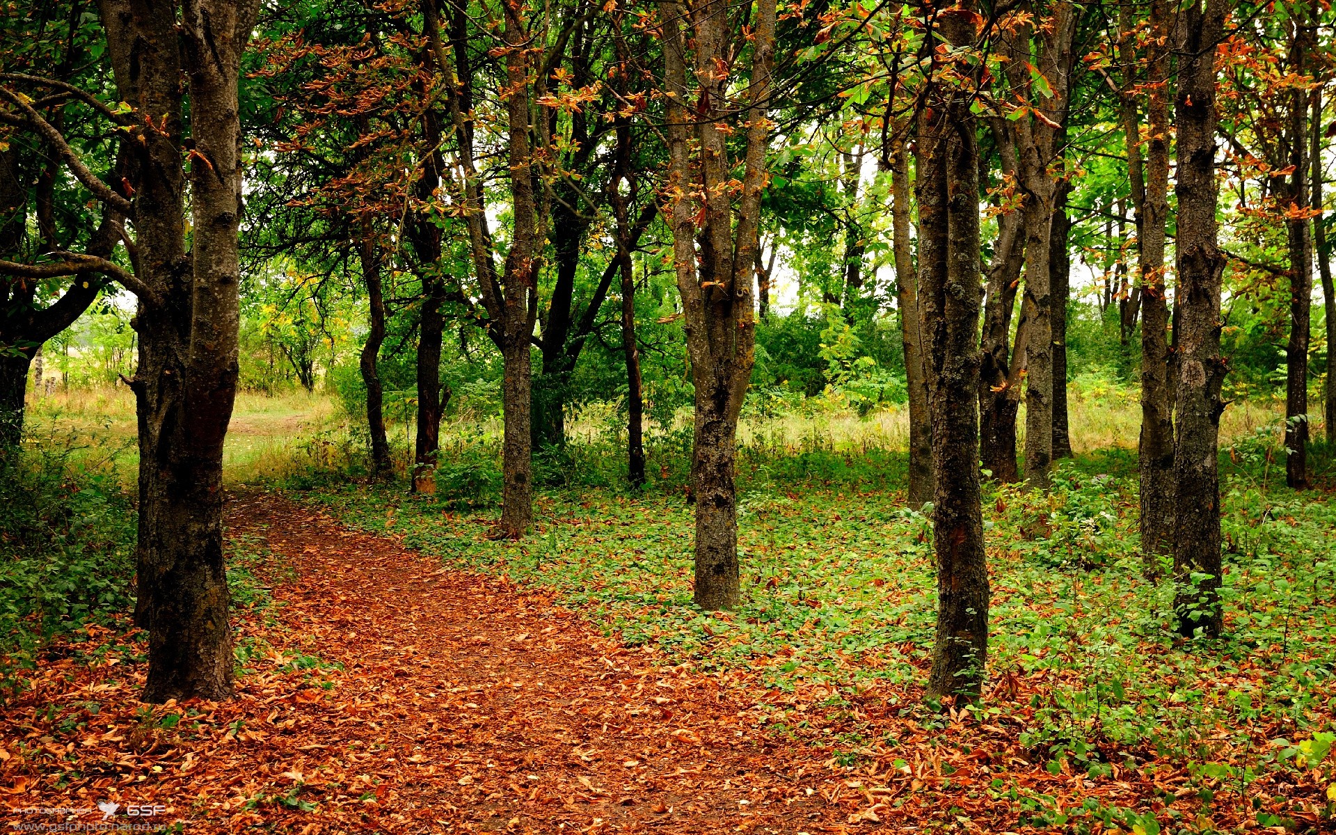 “尼古拉斯·桑特基的防守与进攻兼备,为阿根廷美洲狮队带来致命威胁”