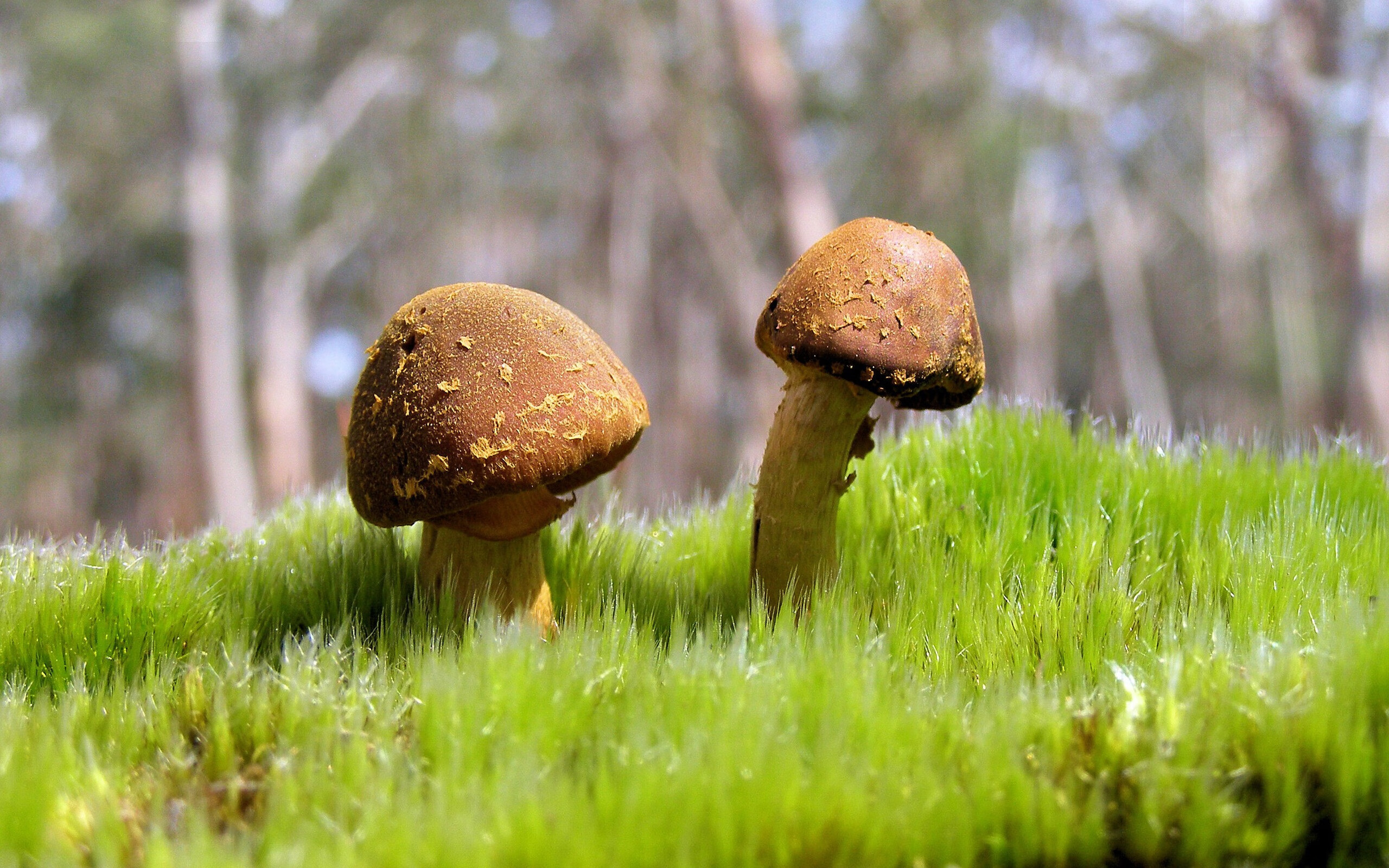 欧洲杯战术变革:创新布局引领新潮!,欧洲杯技术