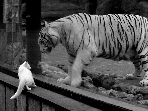 爱游戏-球迷庆祝日本首次世界杯预选赛胜利