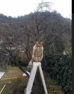 爱游戏平台-男篮国家队实施小组目标计划增强阶段性成果转化，男篮国家队集训名单