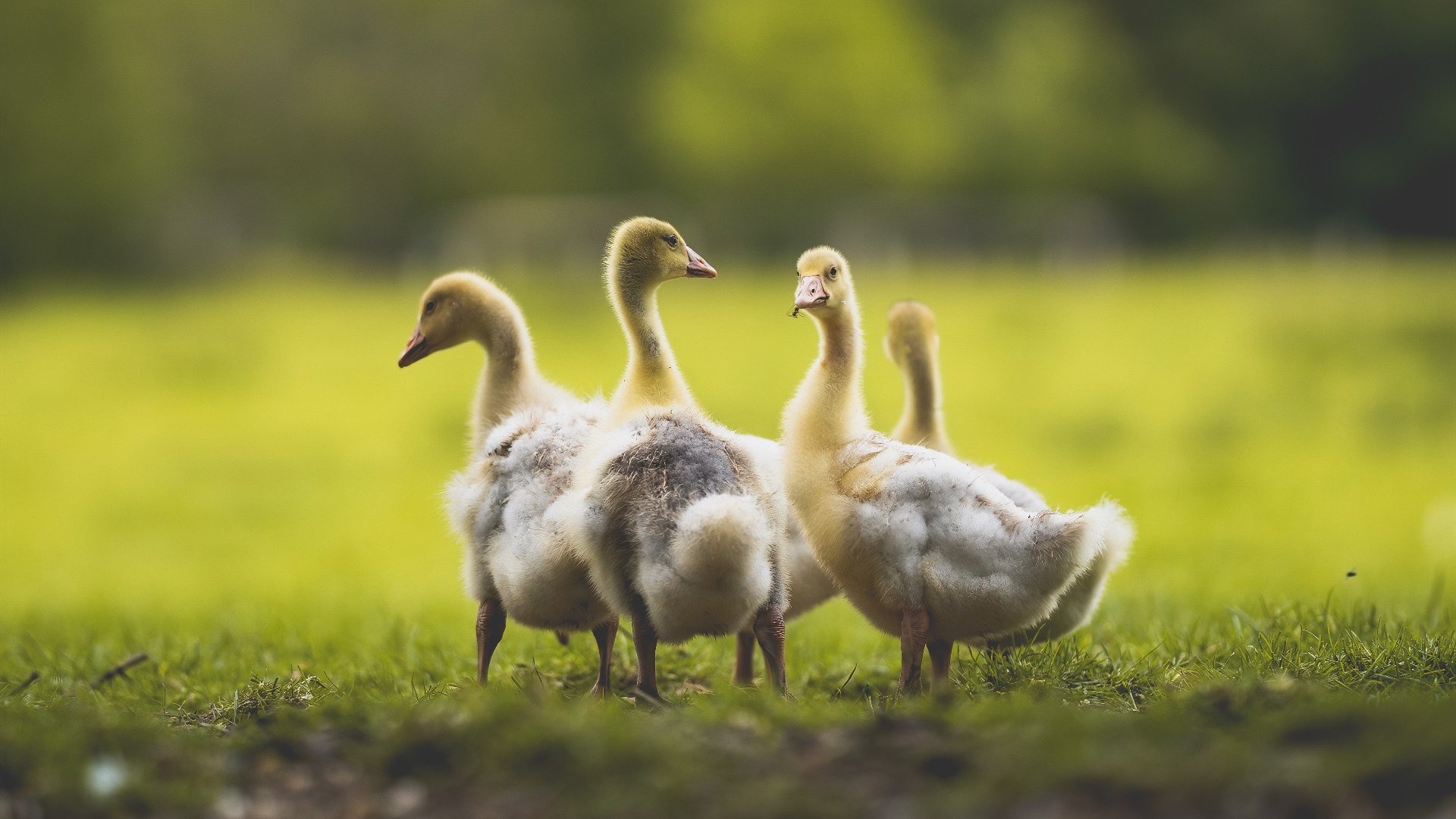 AIYOUXI.COM-科里·简：全黑队进攻体系中的“快速突击手”