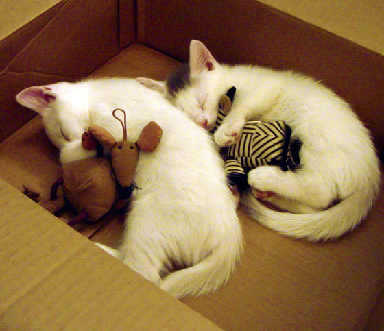 诺埃·庞蒂与强敌同台争锋,庞德诺威